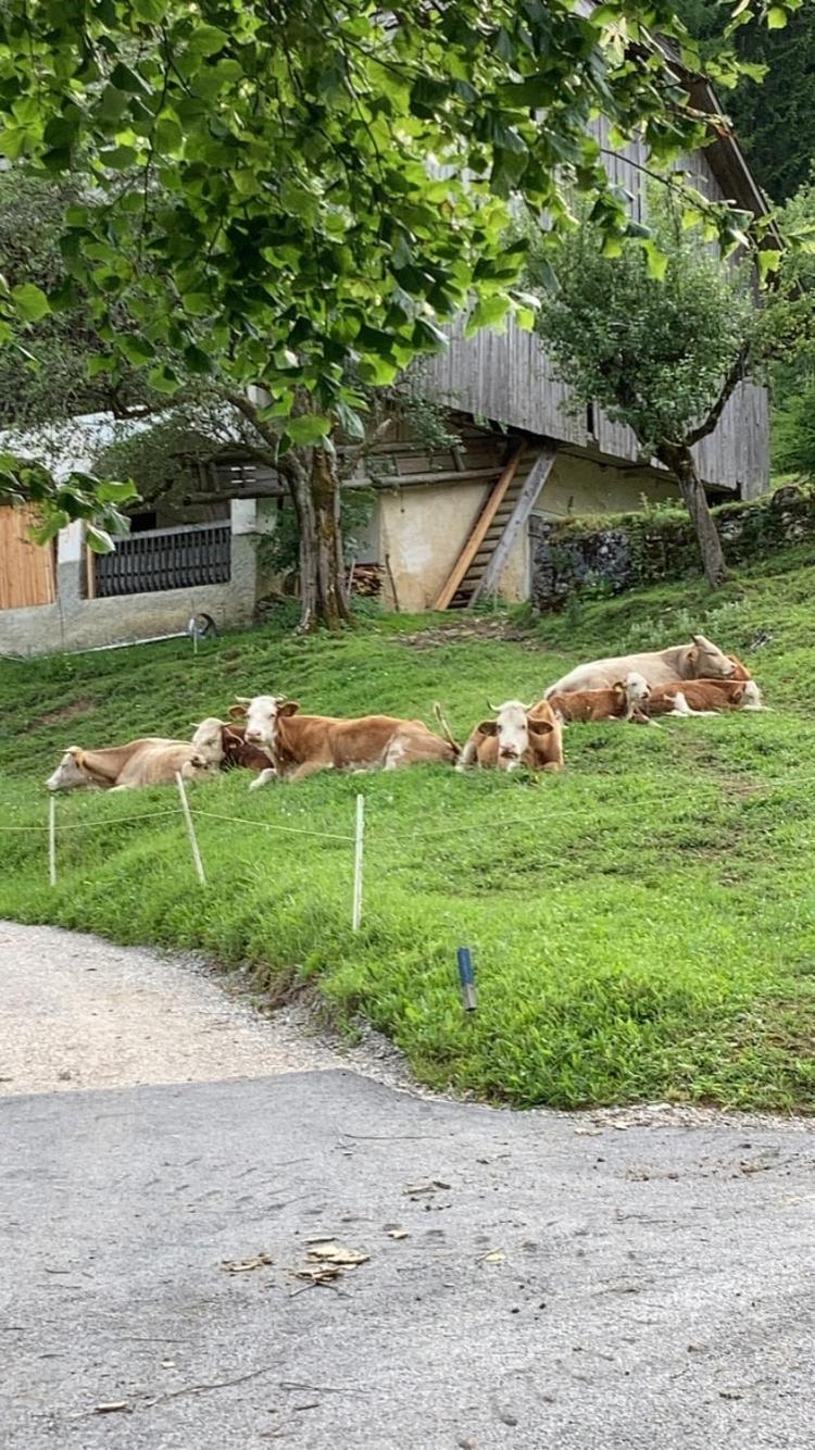 Tourist Farm Gradisnik Apartment Solčava Екстериор снимка