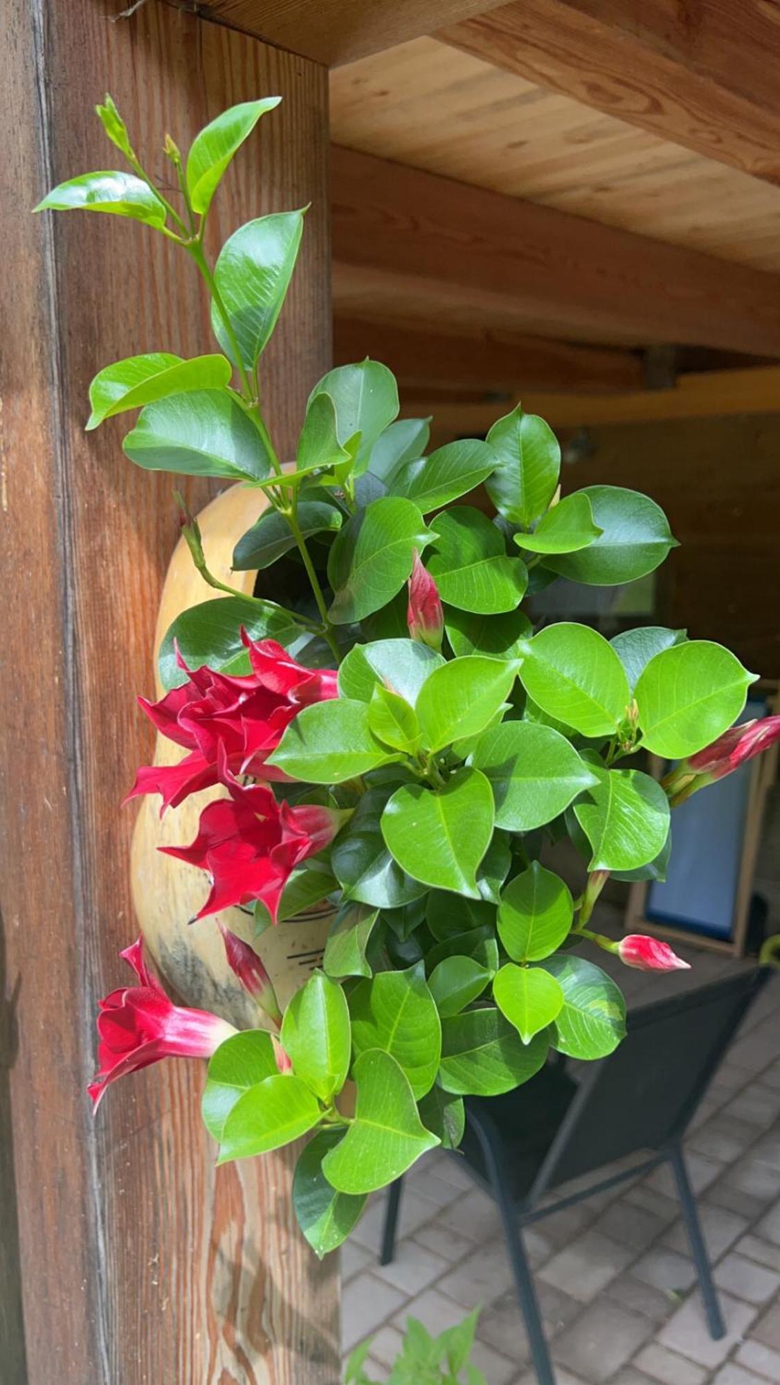 Tourist Farm Gradisnik Apartment Solčava Екстериор снимка